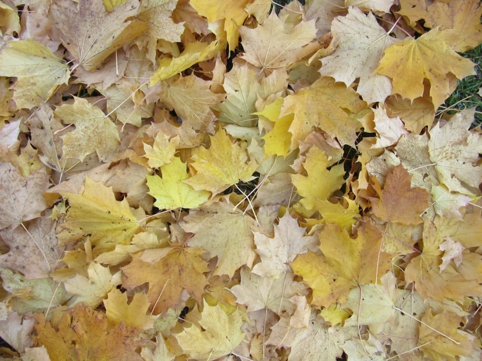 yellow and brown maple leaves preview