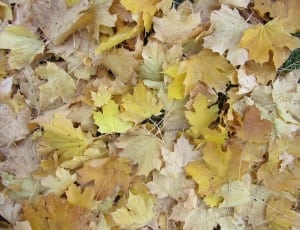 yellow and brown maple leaves thumbnail