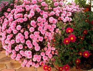 bunch of pink flowers thumbnail