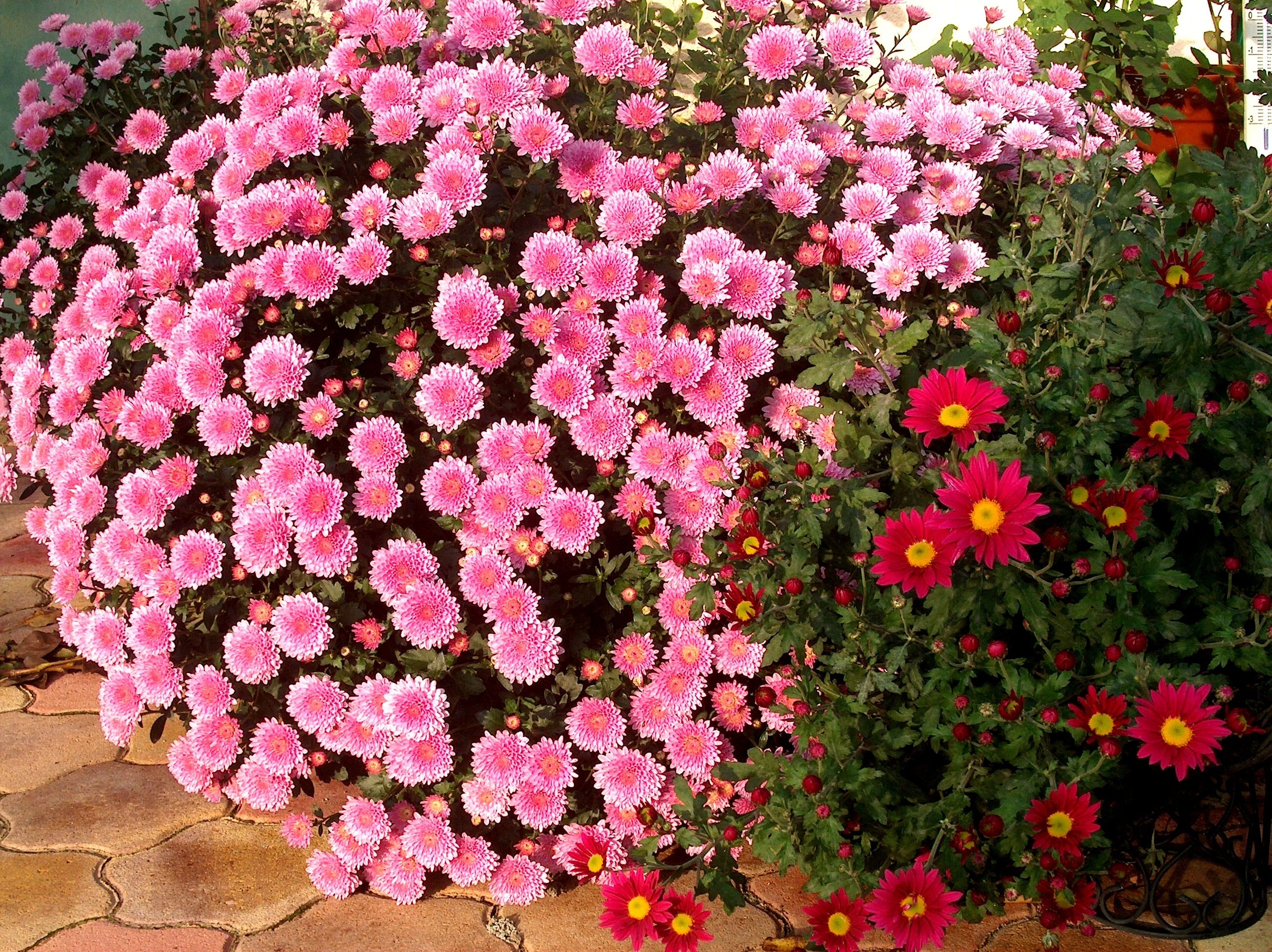 bunch of pink flowers