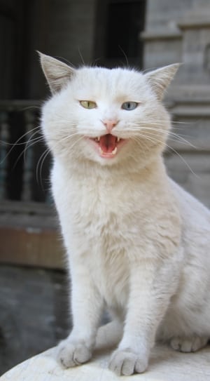 white long fur cat thumbnail