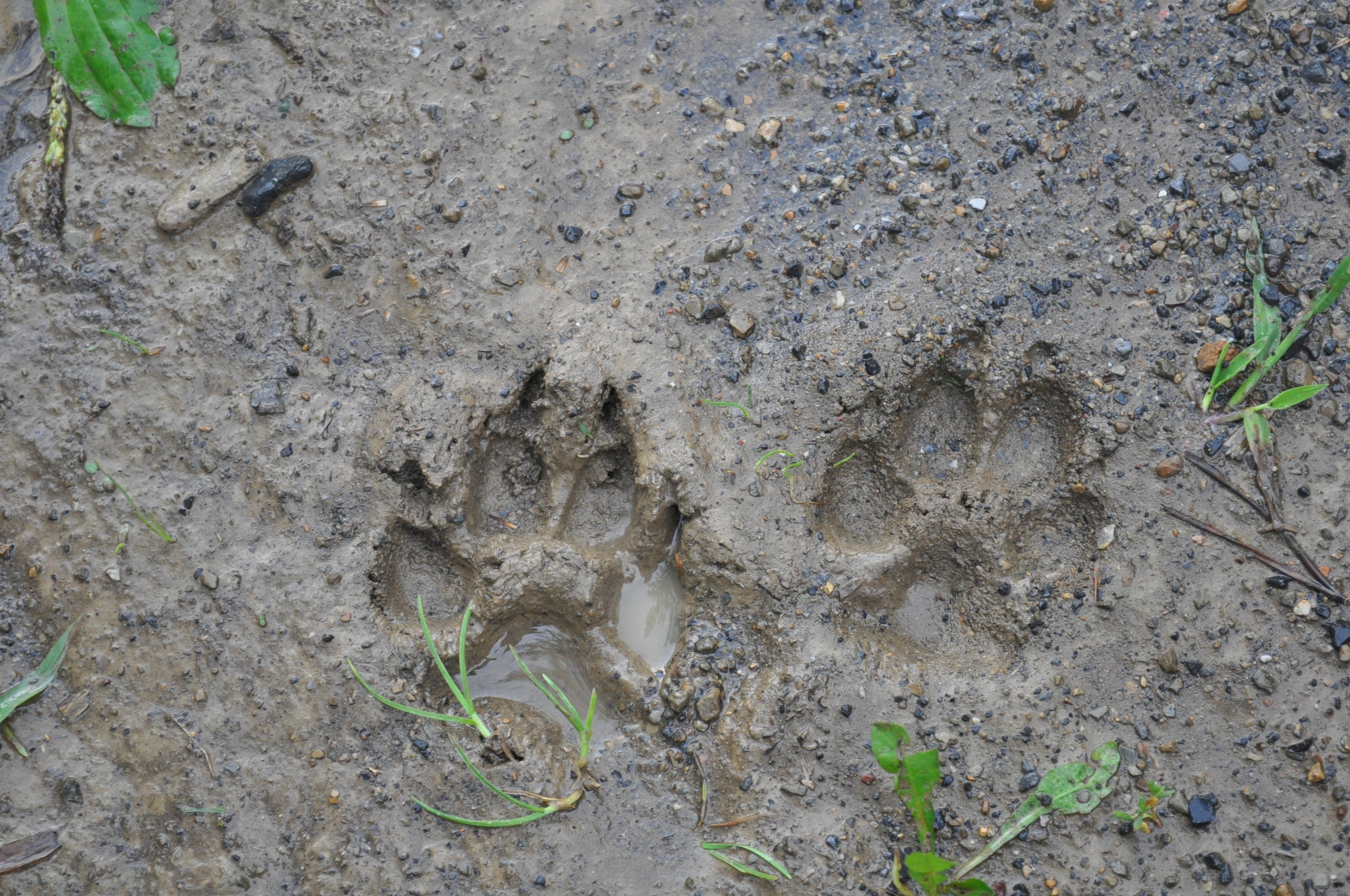 dog paw print on soil
