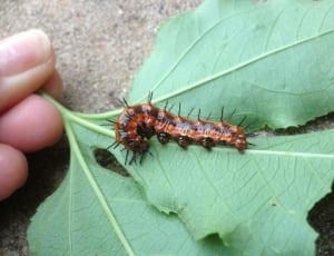 brown and black caterpillar thumbnail