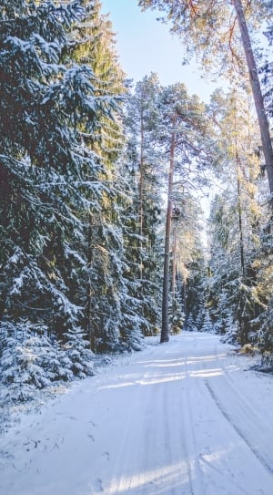 pine trees during snow thumbnail