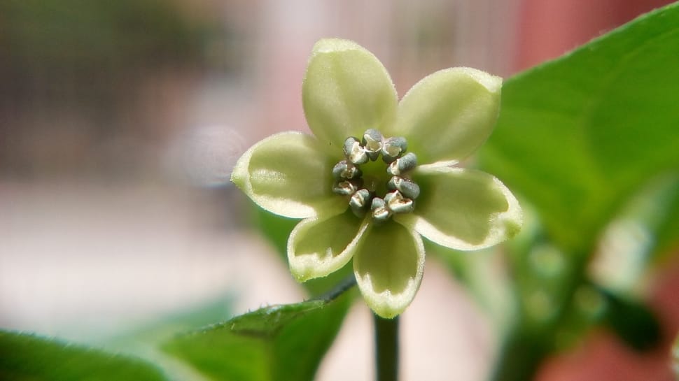 green petaled flower preview