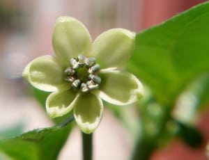 green petaled flower thumbnail
