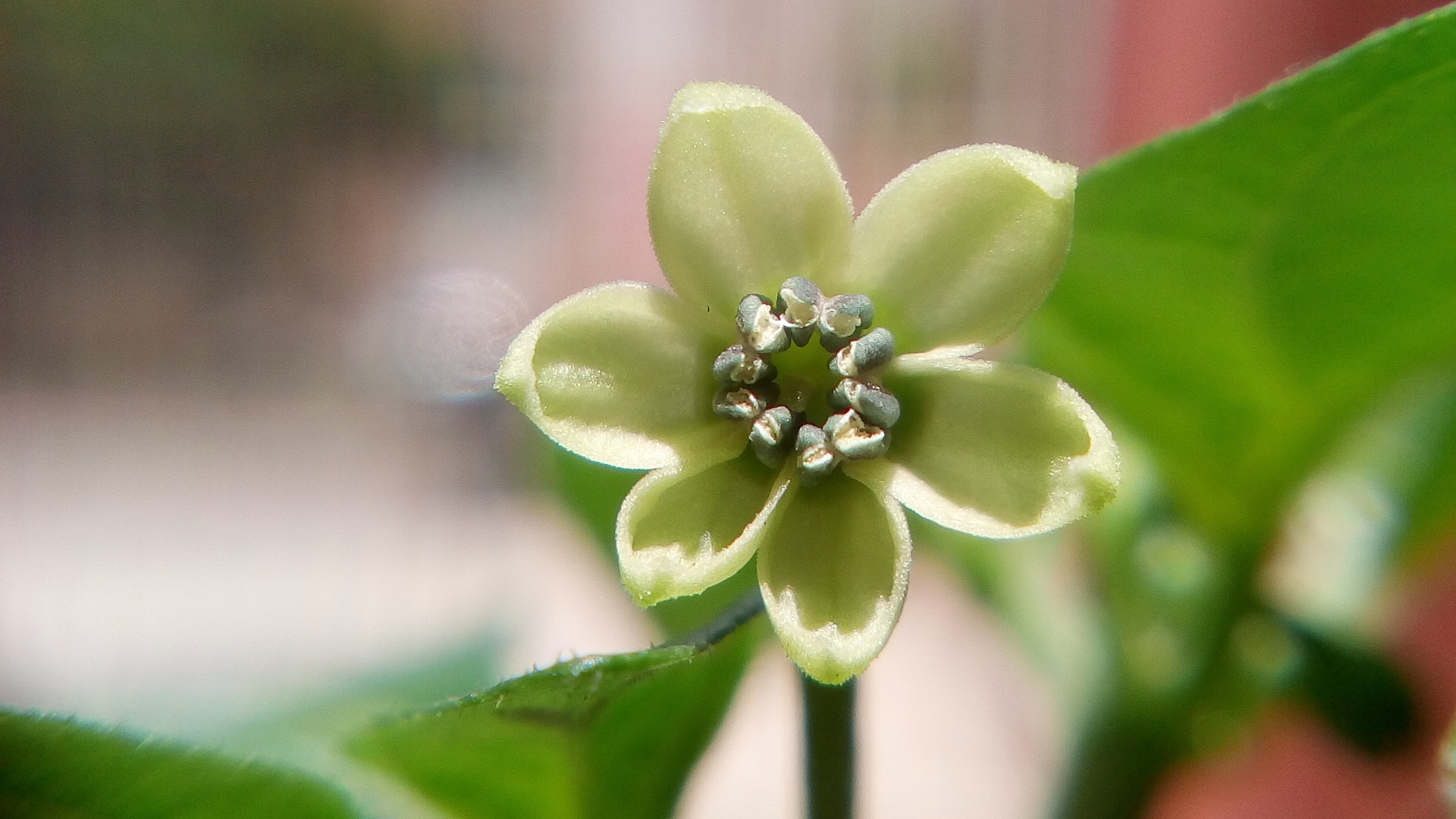 green petaled flower