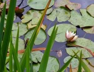 white and pink waterlily pads thumbnail