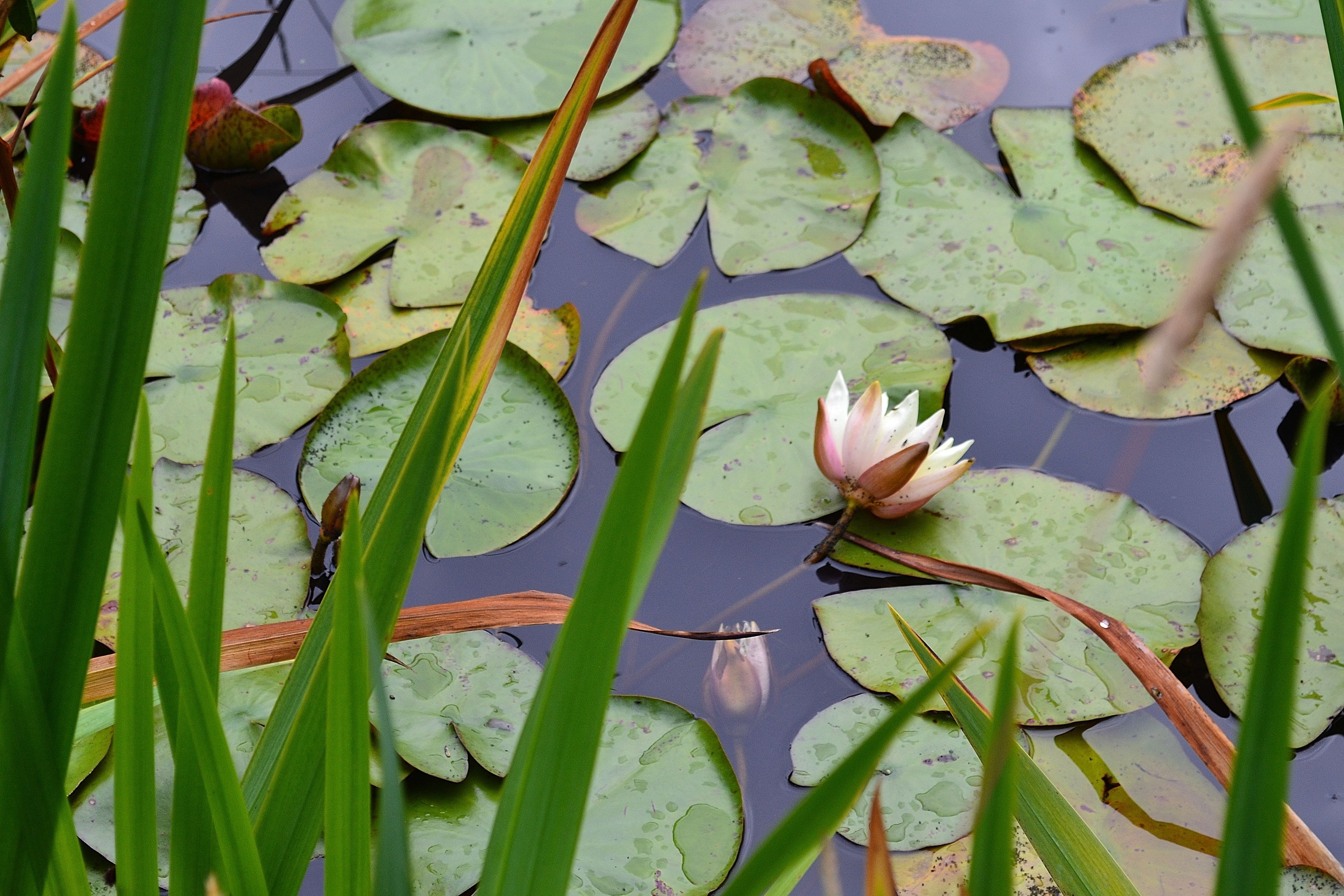 Большие листья на воде. Король кувшинок (8968). Лист кувшинки. Озеро с кувшинками. Пруд с кувшинками.