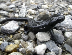 black lizard thumbnail
