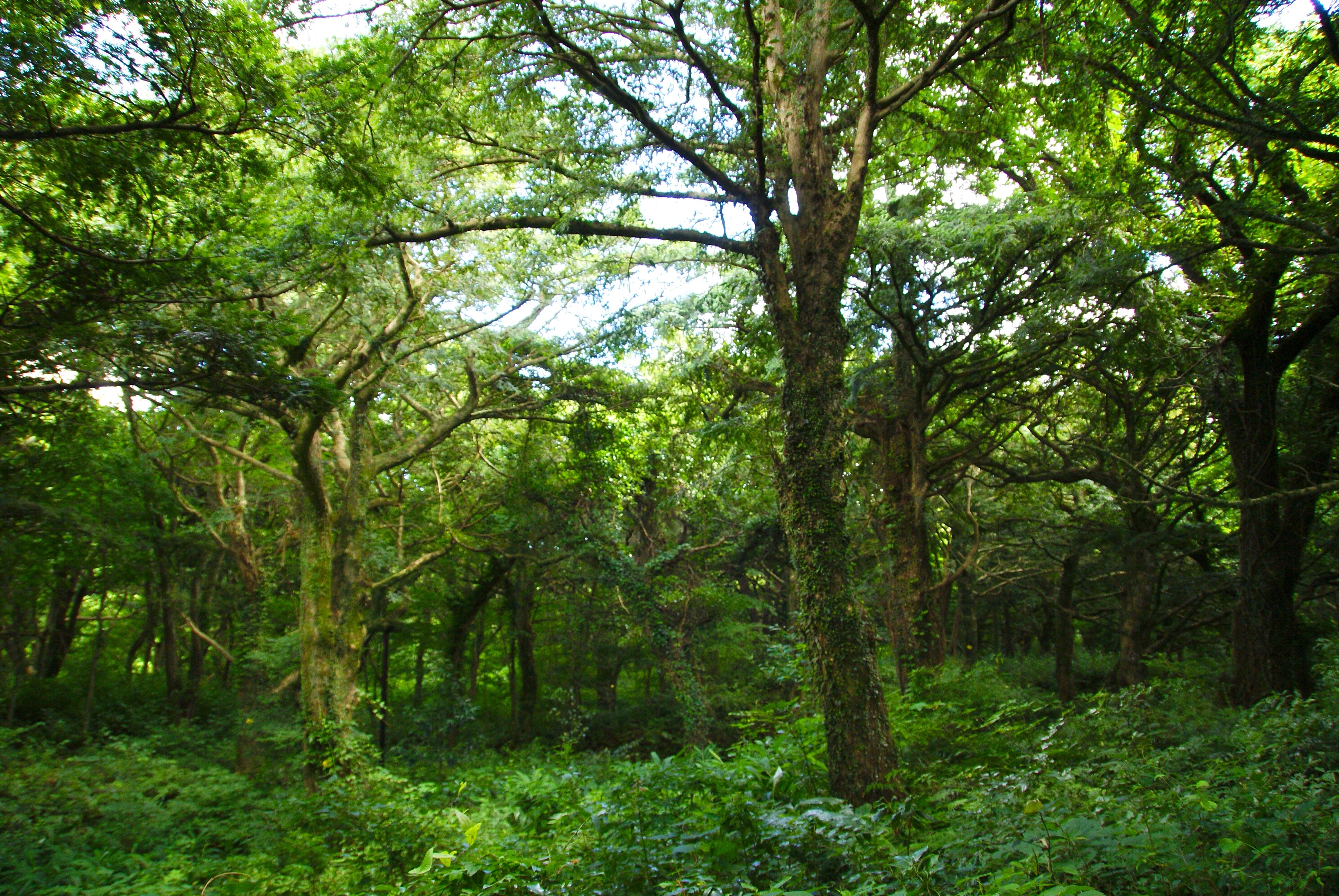 Субтропические вечнозелёные жестколистные леса