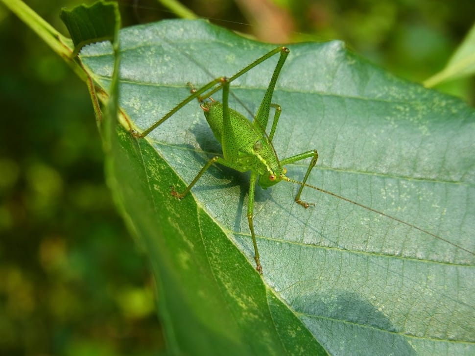 green bush cricket preview