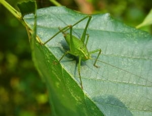 green bush cricket thumbnail