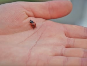 lady bug thumbnail