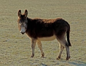 brown and white donkey thumbnail