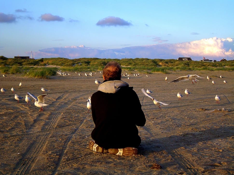 person sitting on the sand near birds during daytime preview