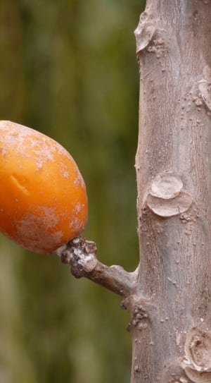 orange oval fruit thumbnail