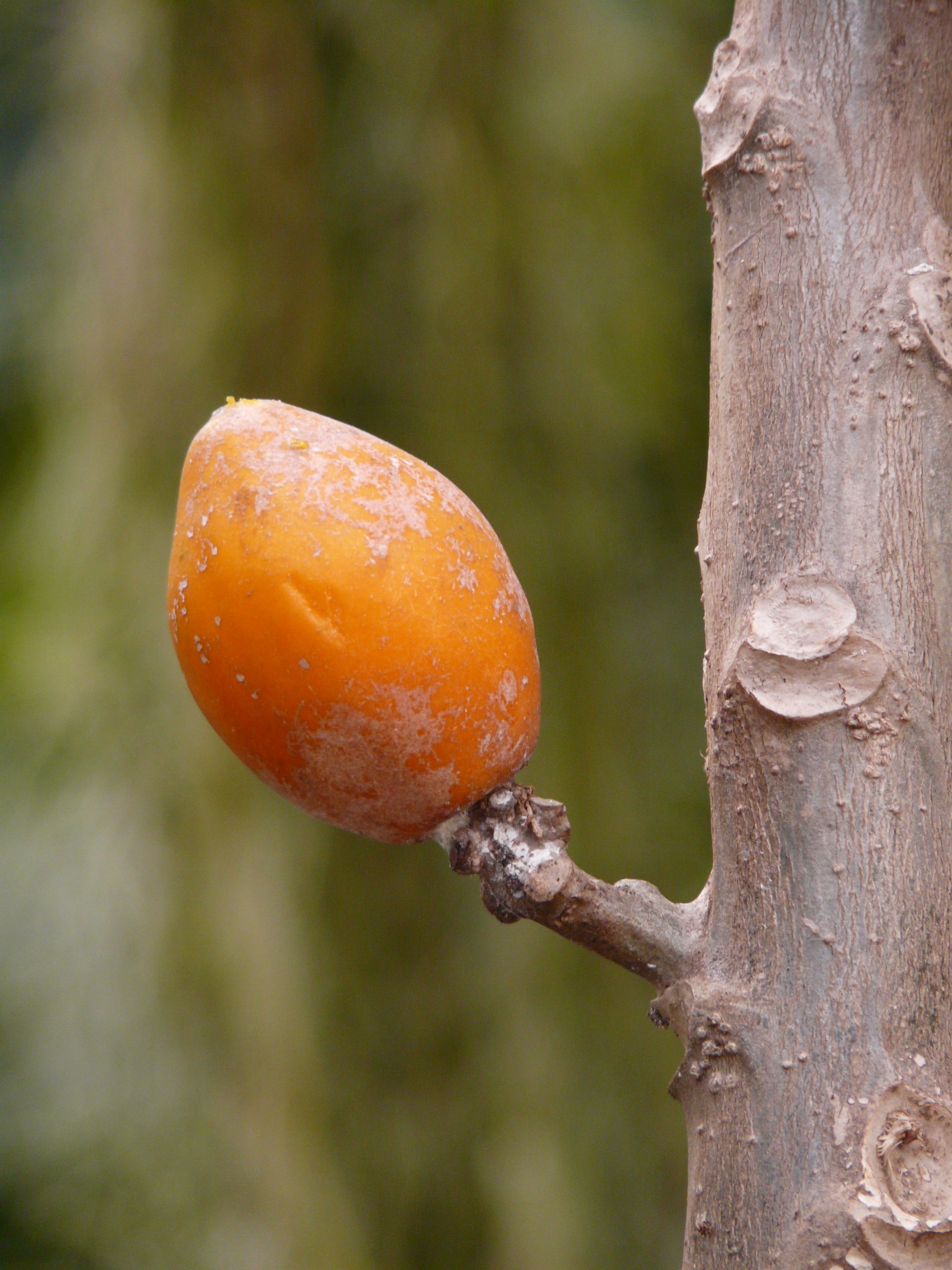 orange oval fruit