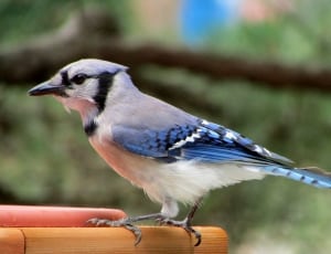 Blue-Jay, Songbird, Birding, Bird, one animal, bird thumbnail