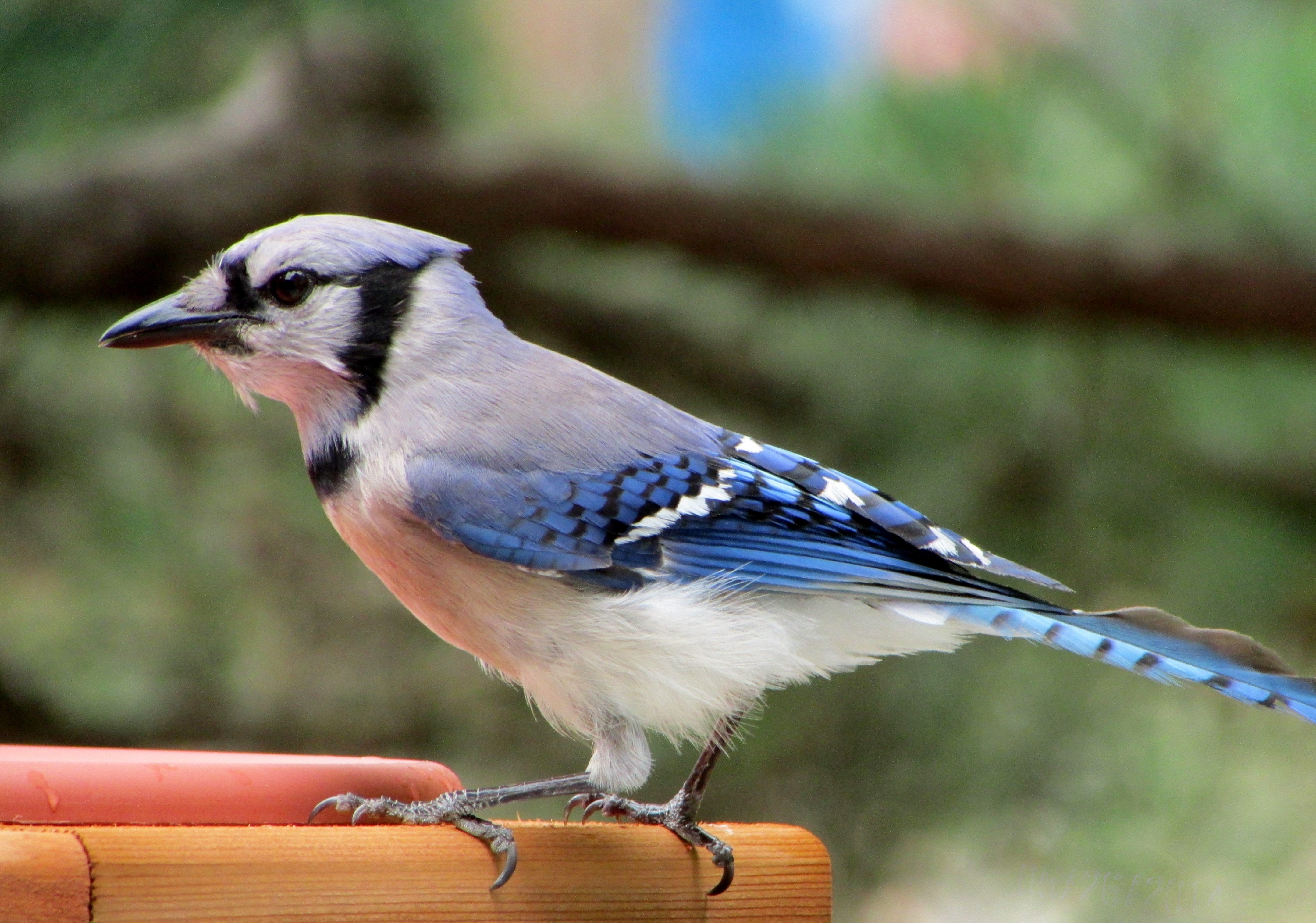 Blue-Jay, Songbird, Birding, Bird, one animal, bird