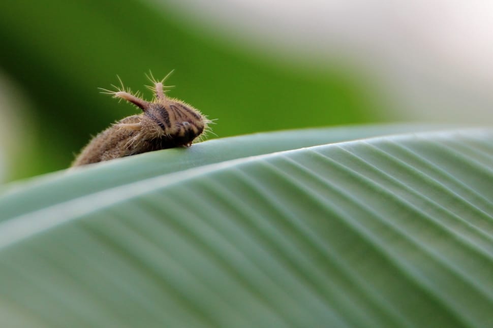 brown moth caterpillar preview