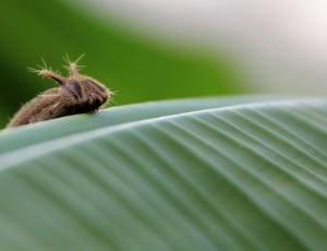 brown moth caterpillar thumbnail