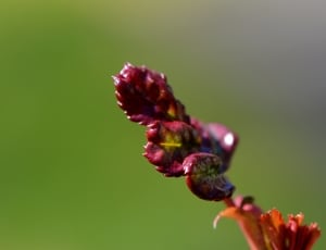 shallow focus photography of purple plant during daytime thumbnail