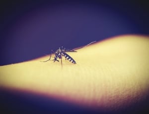 black mosquito thumbnail
