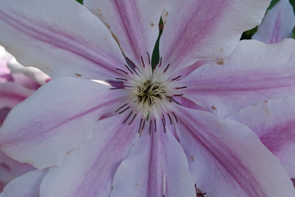 purple and white flower preview