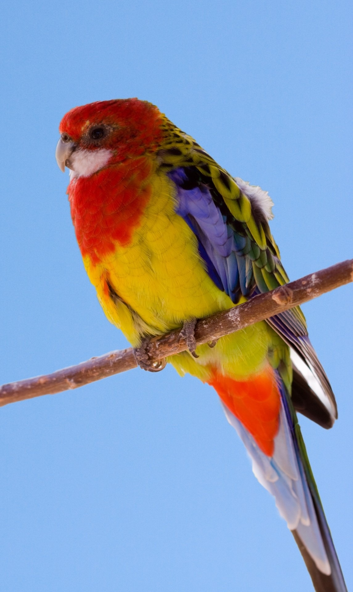 red yellow and purple bird