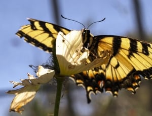 eastern swallowtail butterfly thumbnail