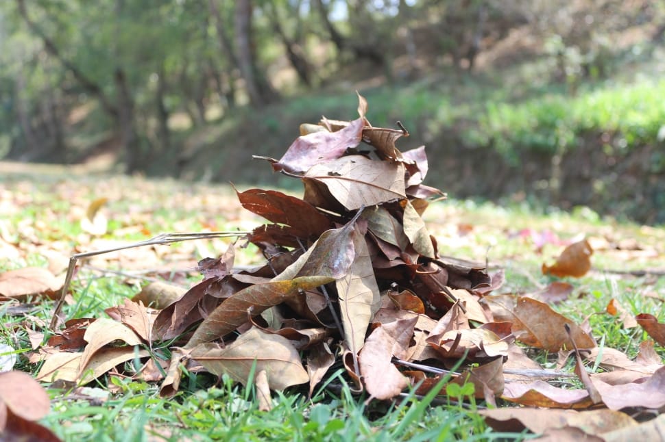 withered leaves preview