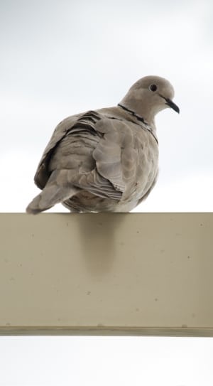brown pigeon thumbnail