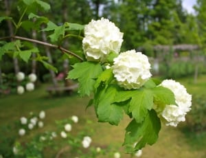 white petaled plant thumbnail