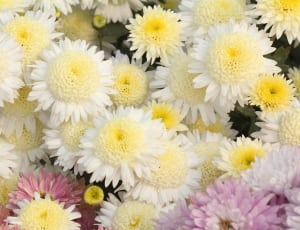 white and yellow chrysanthemums thumbnail