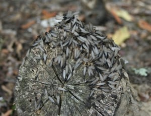 winged termites thumbnail