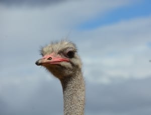 gray ostrich thumbnail