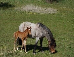 gray and brown horse and foal thumbnail