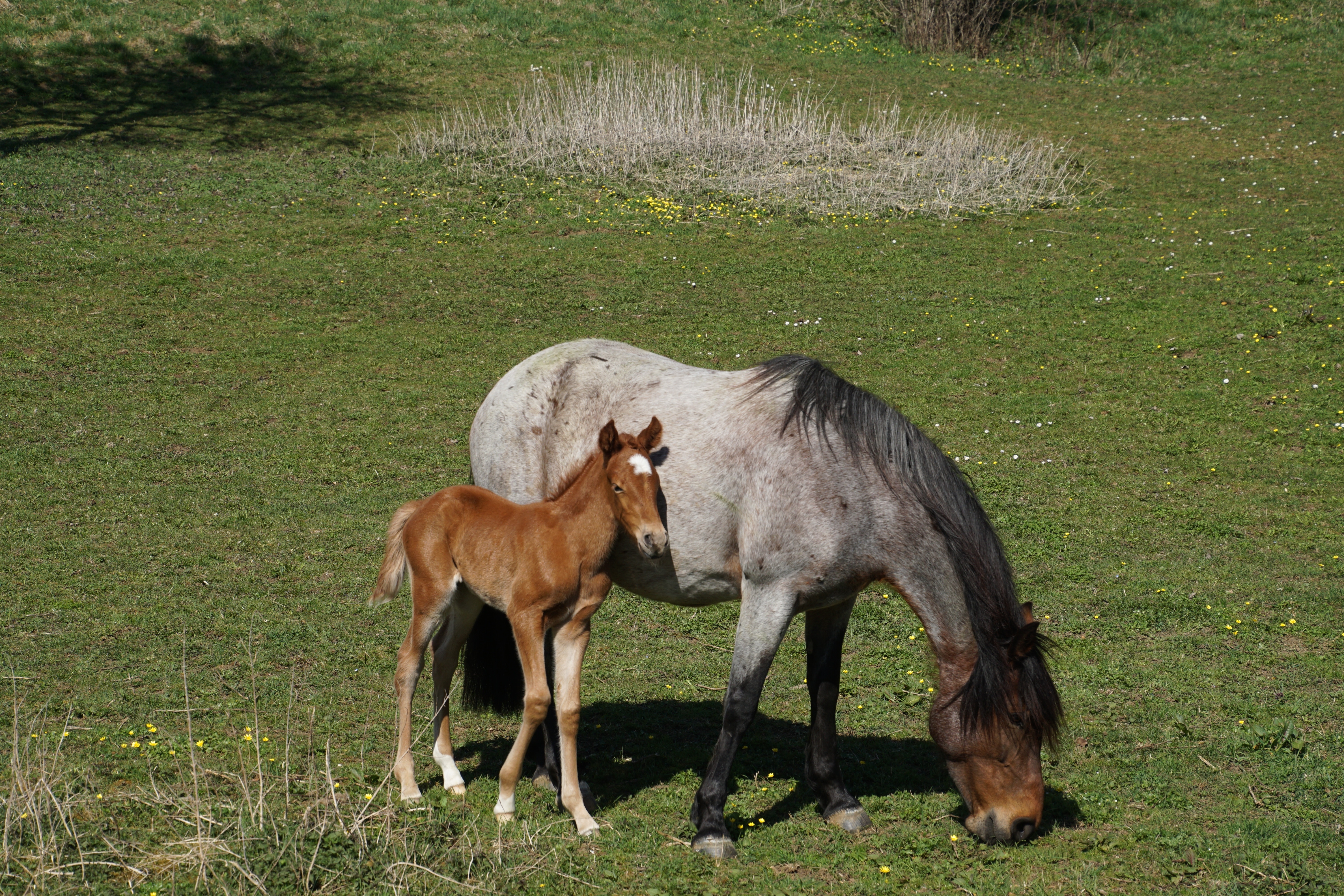 gray and brown horse and foal