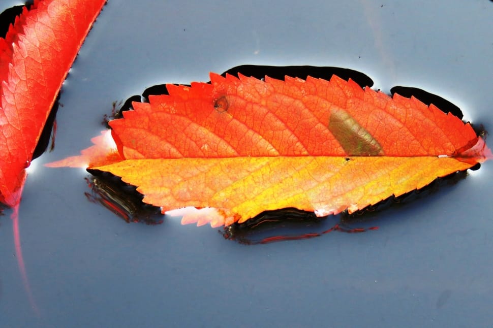 red pointed leaf preview