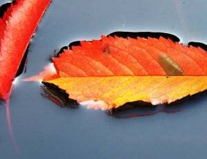 red pointed leaf thumbnail