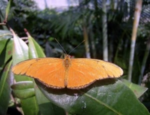 orange butterfly thumbnail