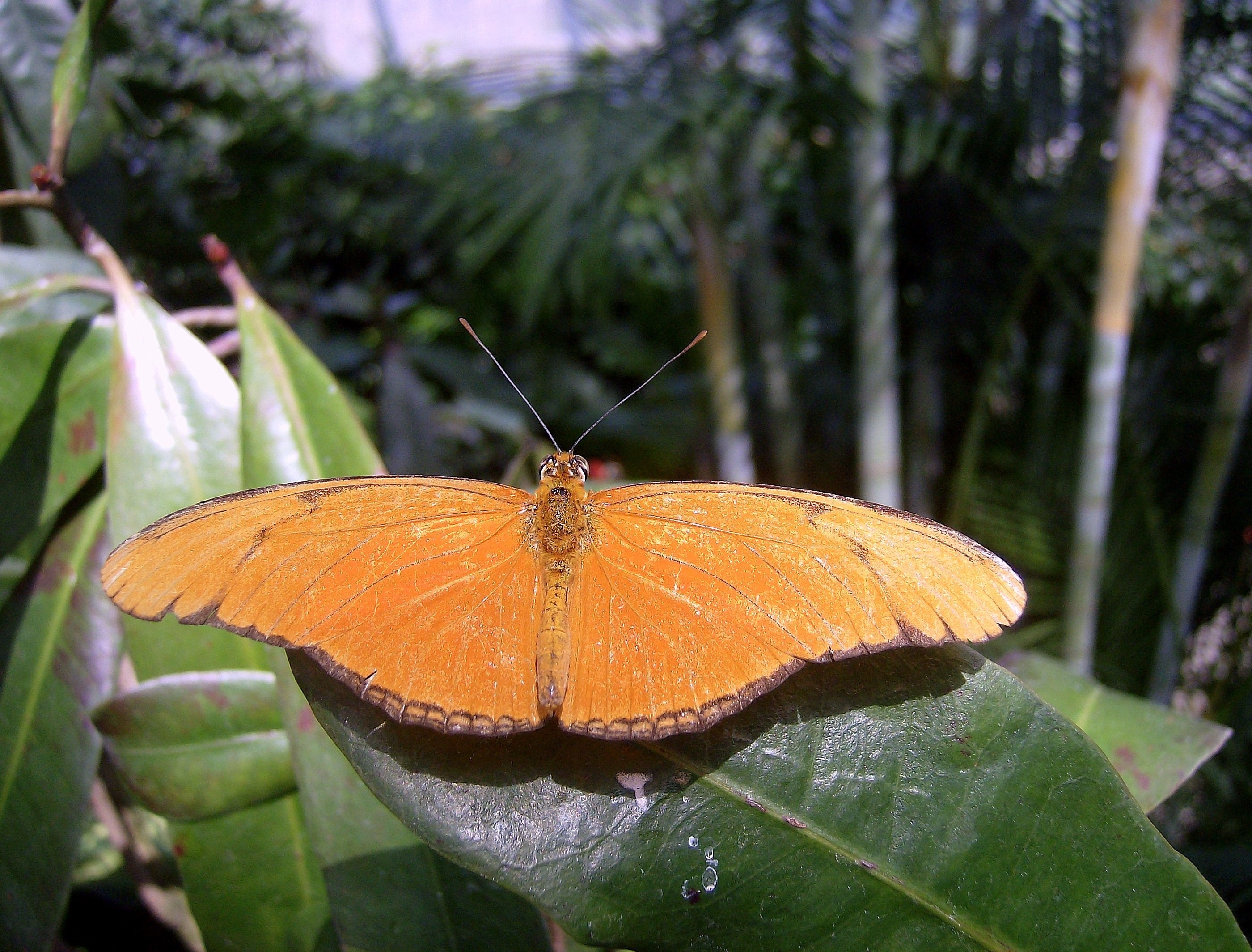 orange butterfly