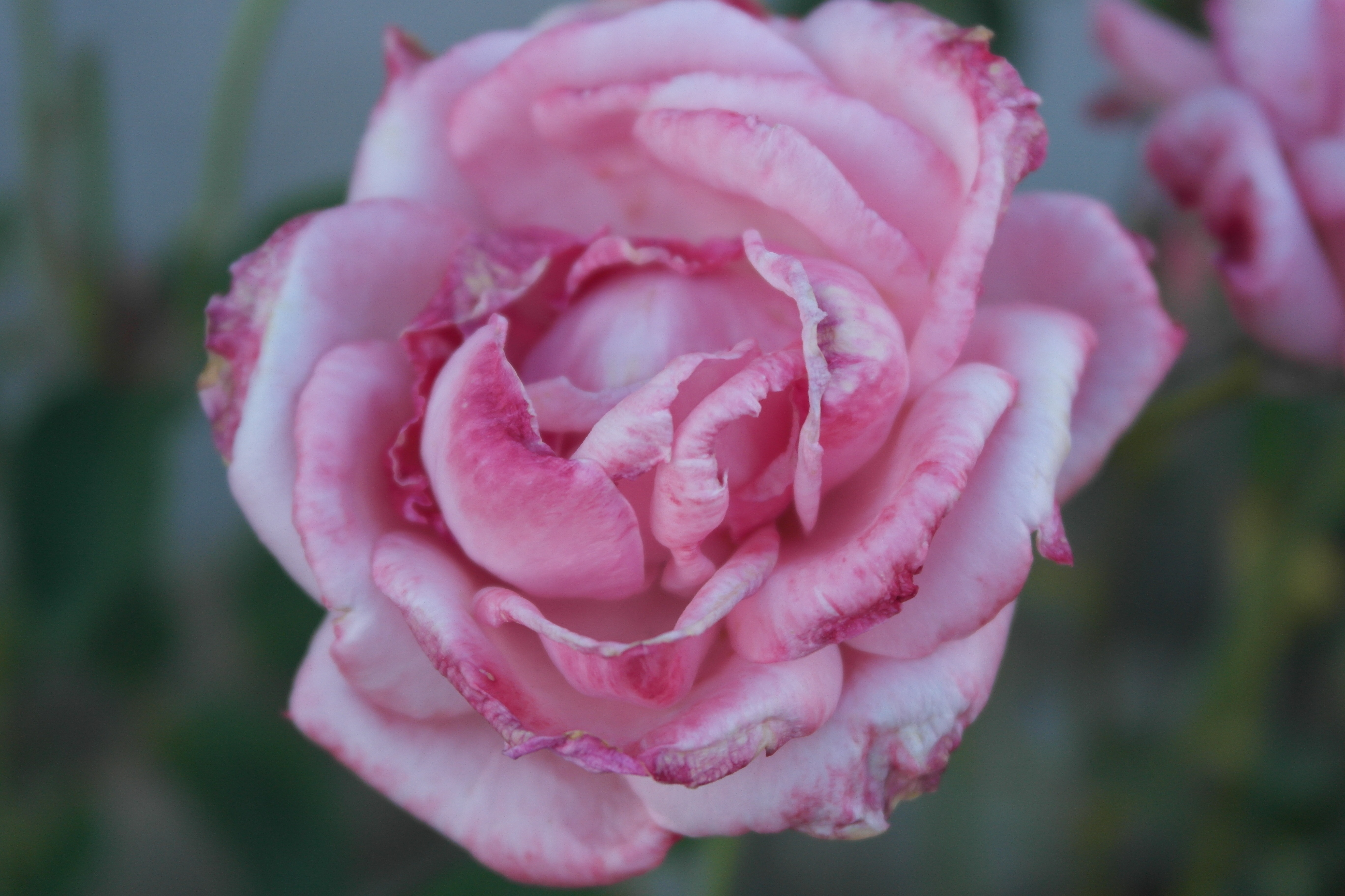 pink rose close up photo