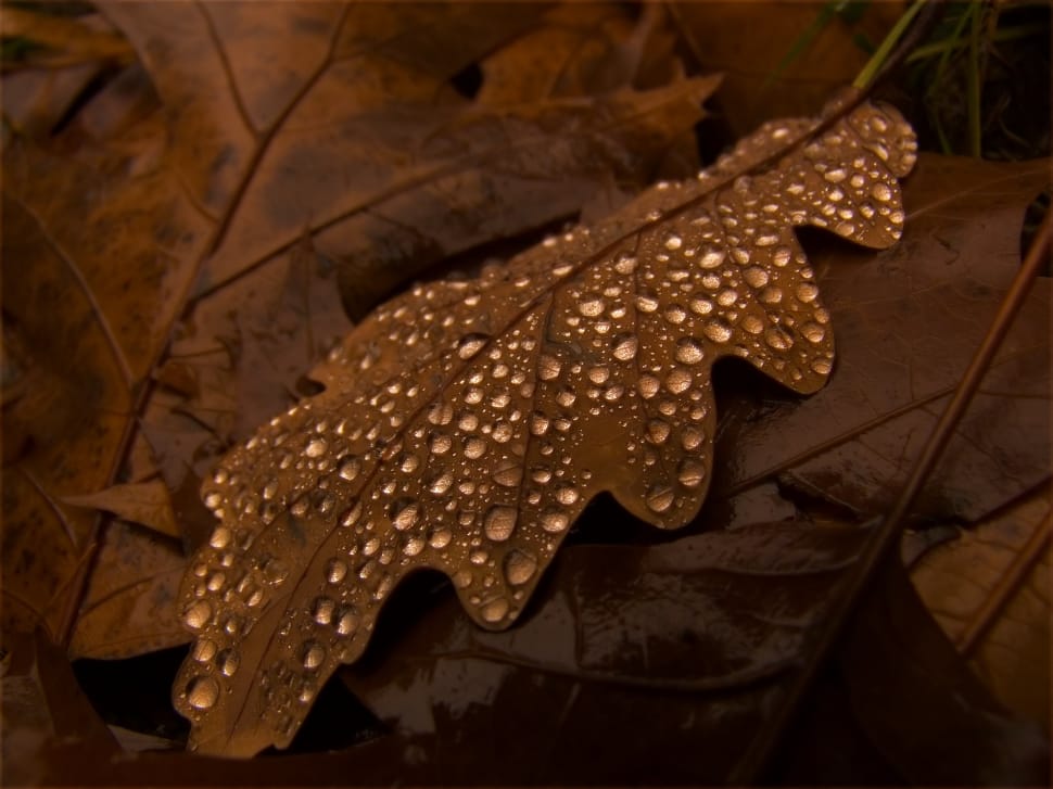 water dew on brown leaf preview