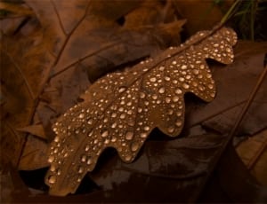 water dew on brown leaf thumbnail
