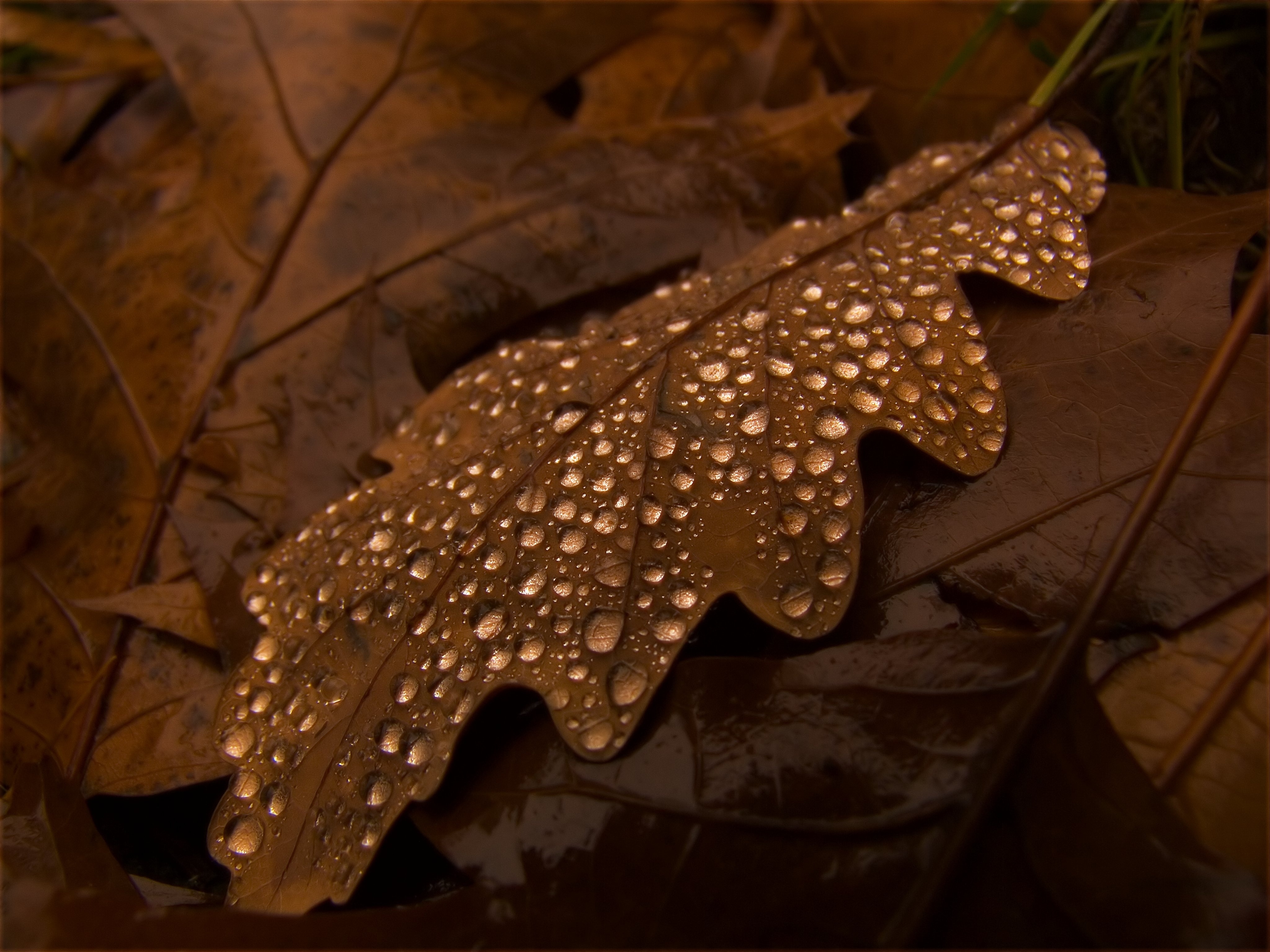 water dew on brown leaf