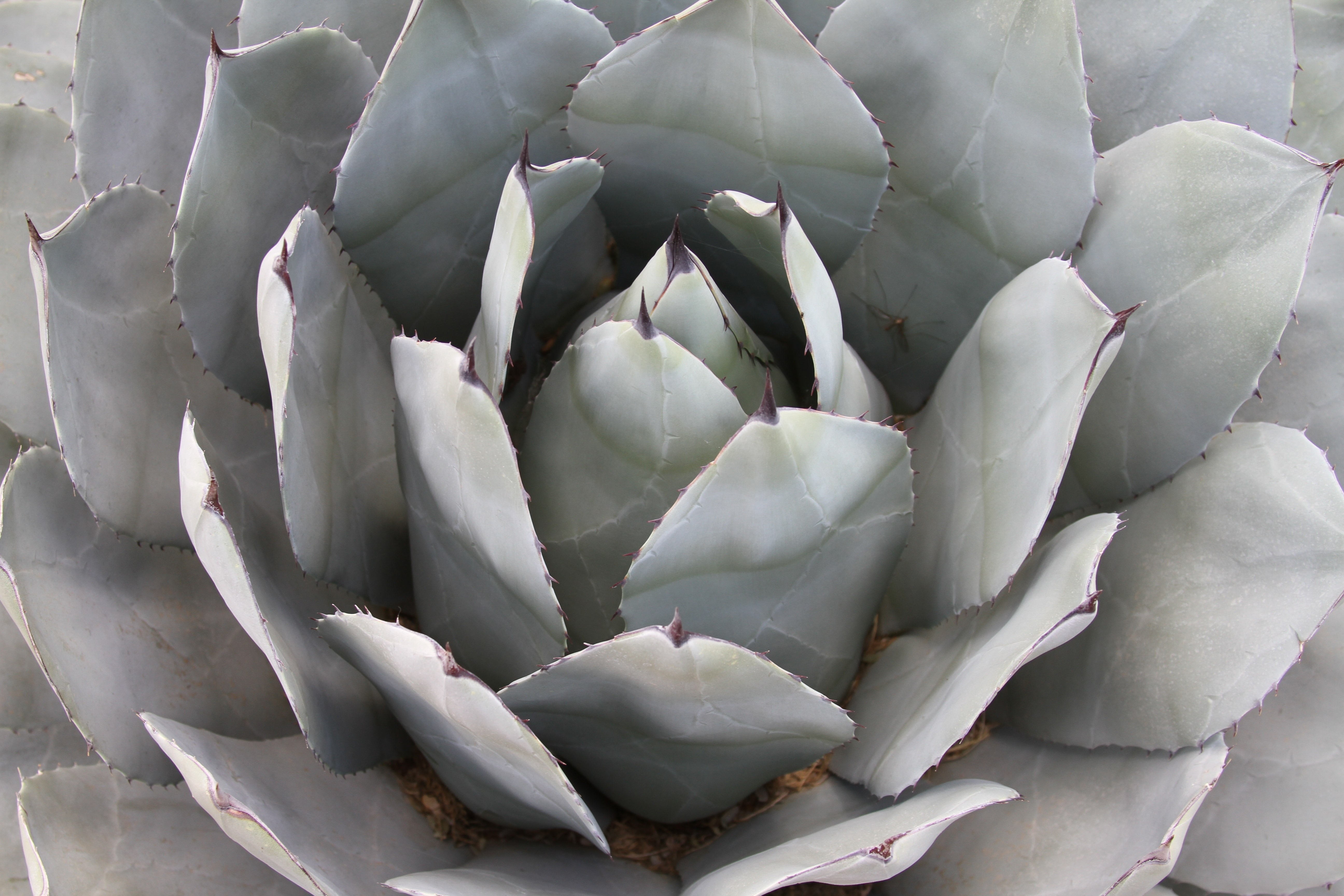 1366x768 wallpaper | gray succulent | Peakpx