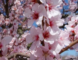 pink cherry blossom thumbnail