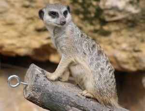 gray meerkat thumbnail
